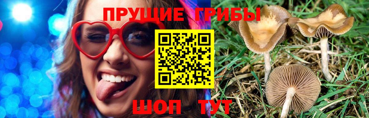 Псилоцибиновые грибы Psilocybe Биробиджан